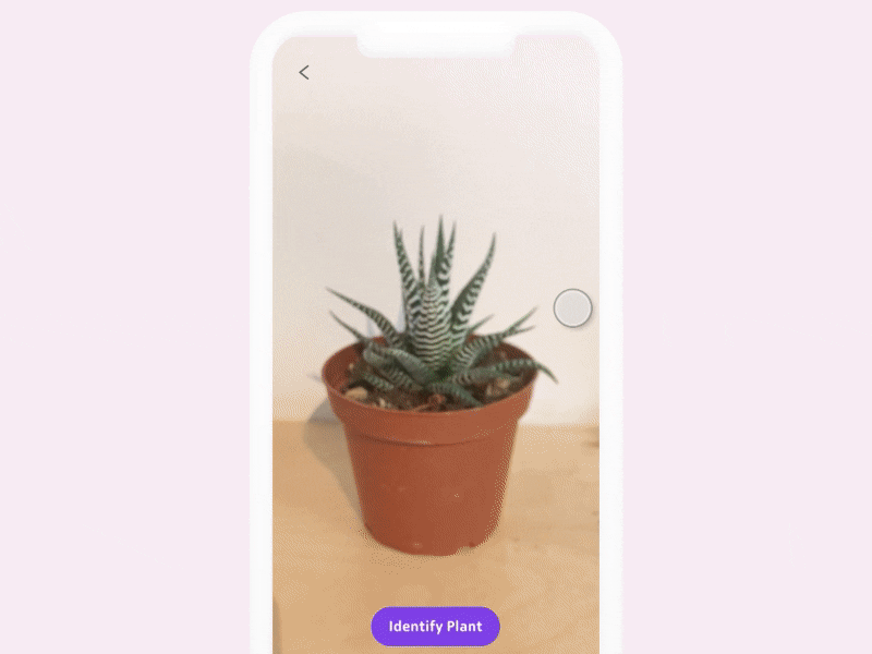 Plant Identifier App